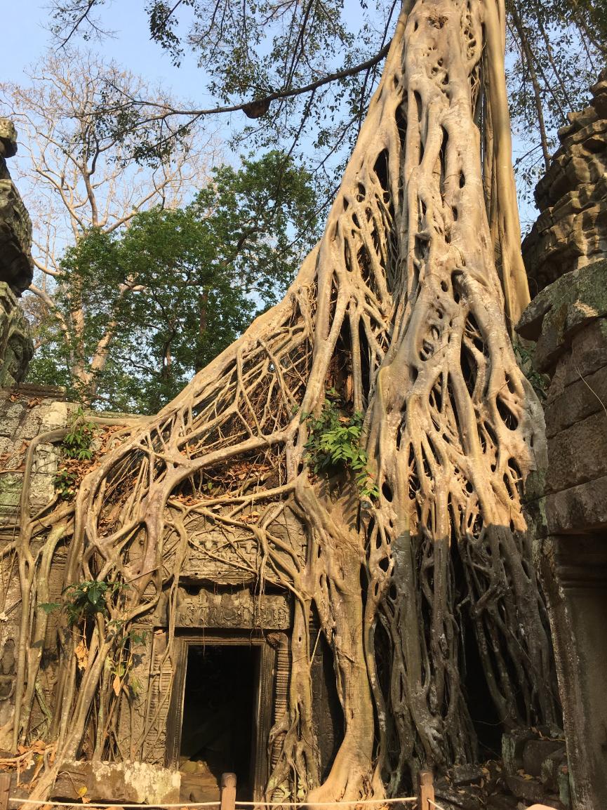 Hram Ta Prohm Kambodža